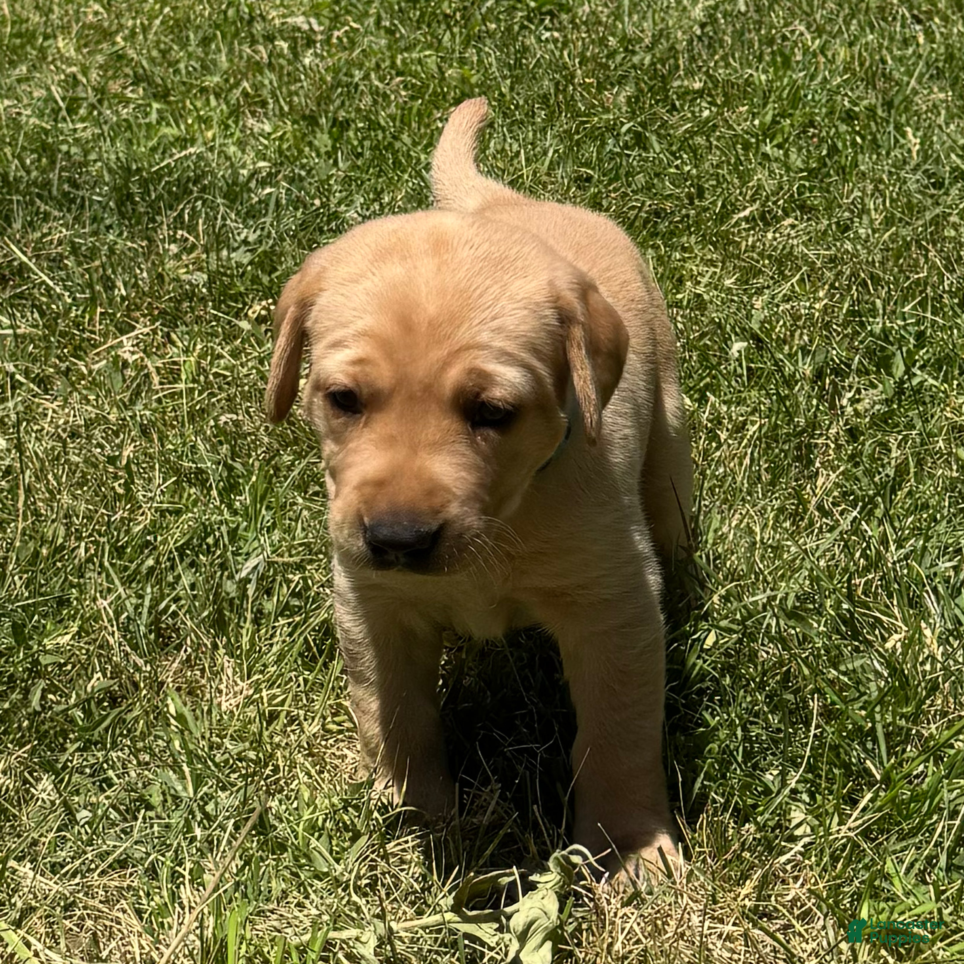 Labrador Retriever dogs Blue Collar Puppy 5 - Ad 22
