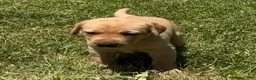 Labrador Retriever dogs for sale: Blue Collar Puppy 5 - Ad 1