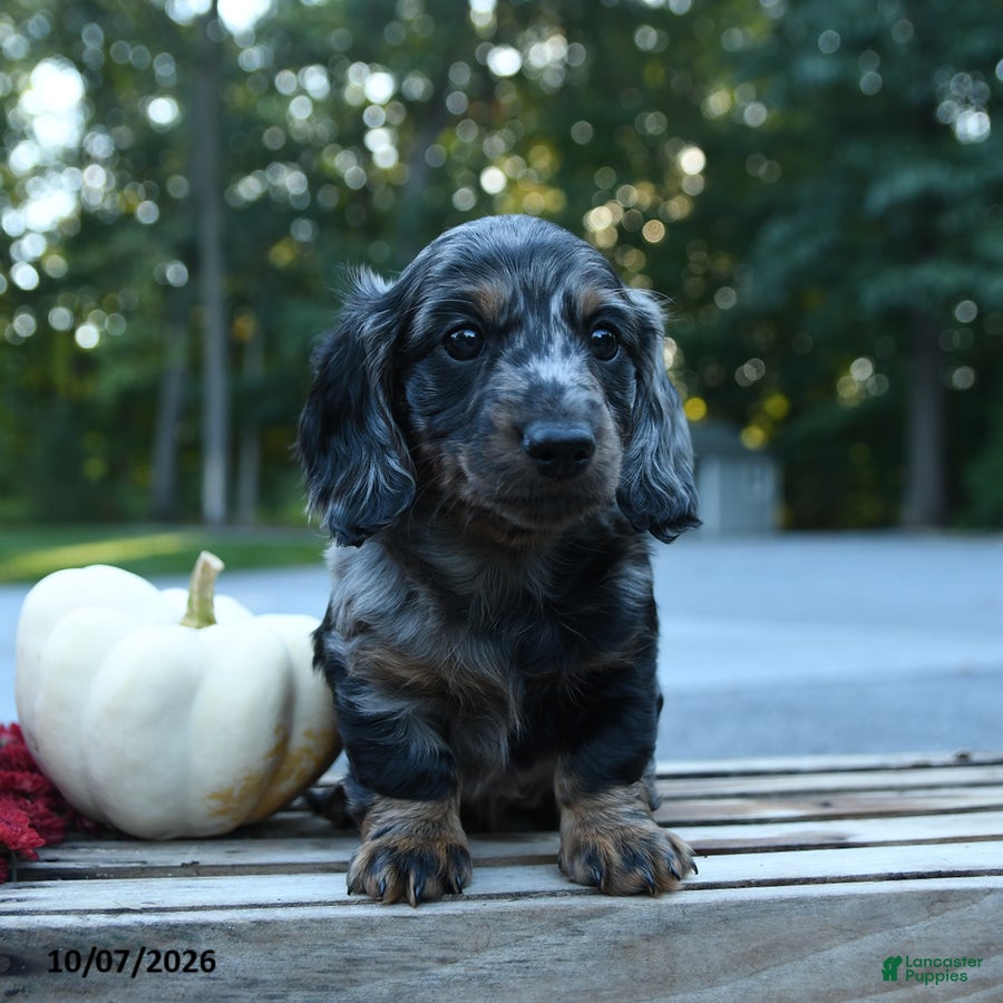 Miniature Dachshund dogs Milo - Ad 1