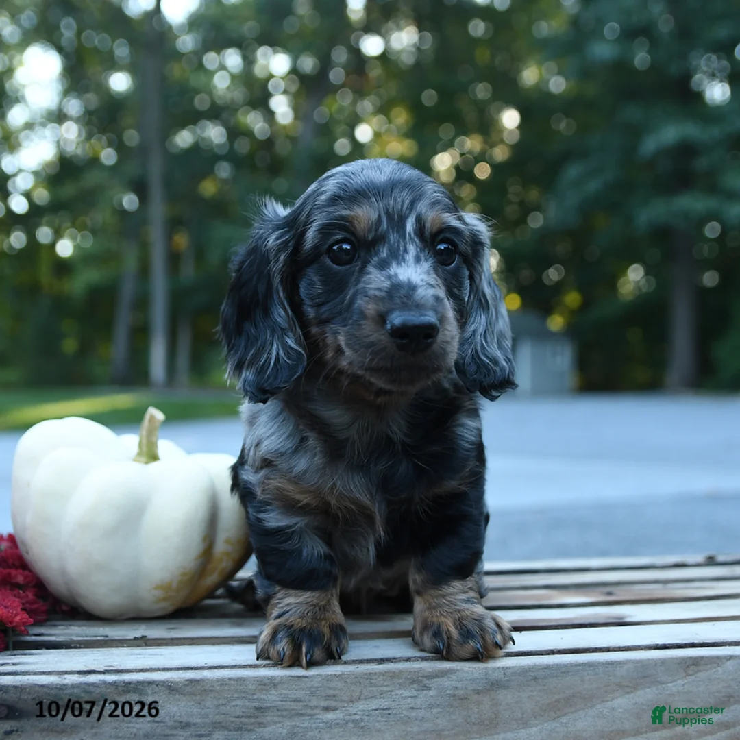 Miniature Dachshund dogs for sale: Milo - Ad 1