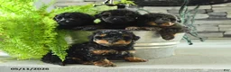 Yorkiepoo dogs for sale: Jet - Ad 5