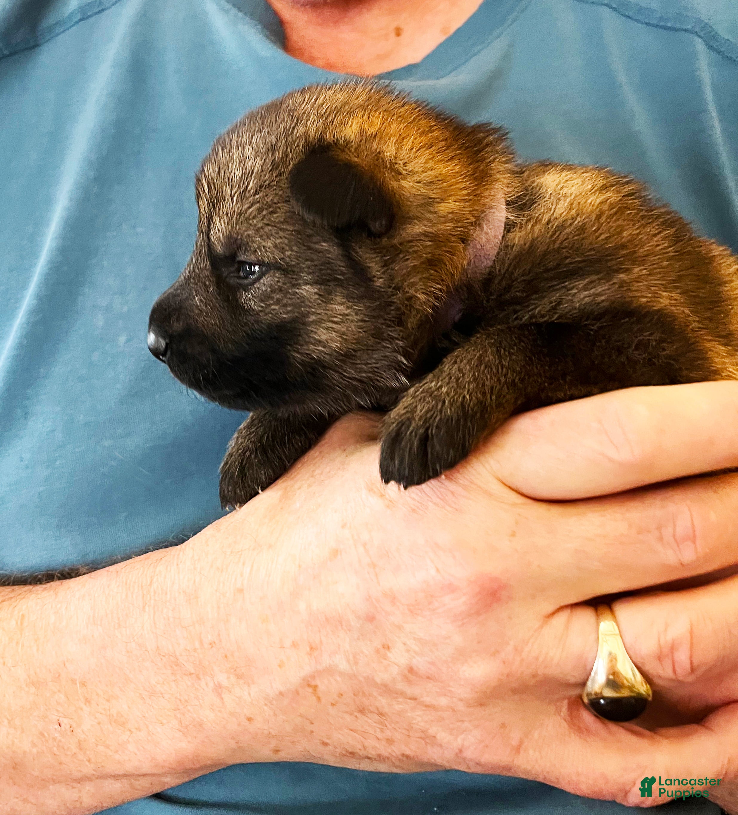 German Shepherd dogs Purple Boy - Ad 1