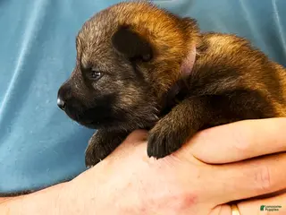 German Shepherd dogs Purple Boy - Ad 31