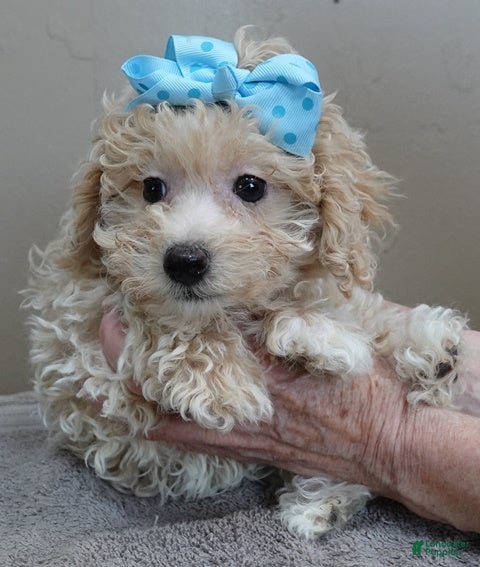 Toy Poodle dogs male sale 2 - Ad 35