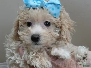 Toy Poodle dogs male sale 2 - Ad 35