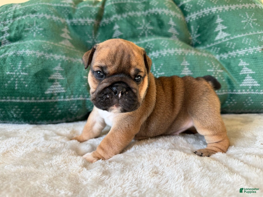 English Bulldog dogs for sale: Coco - Ad 7
