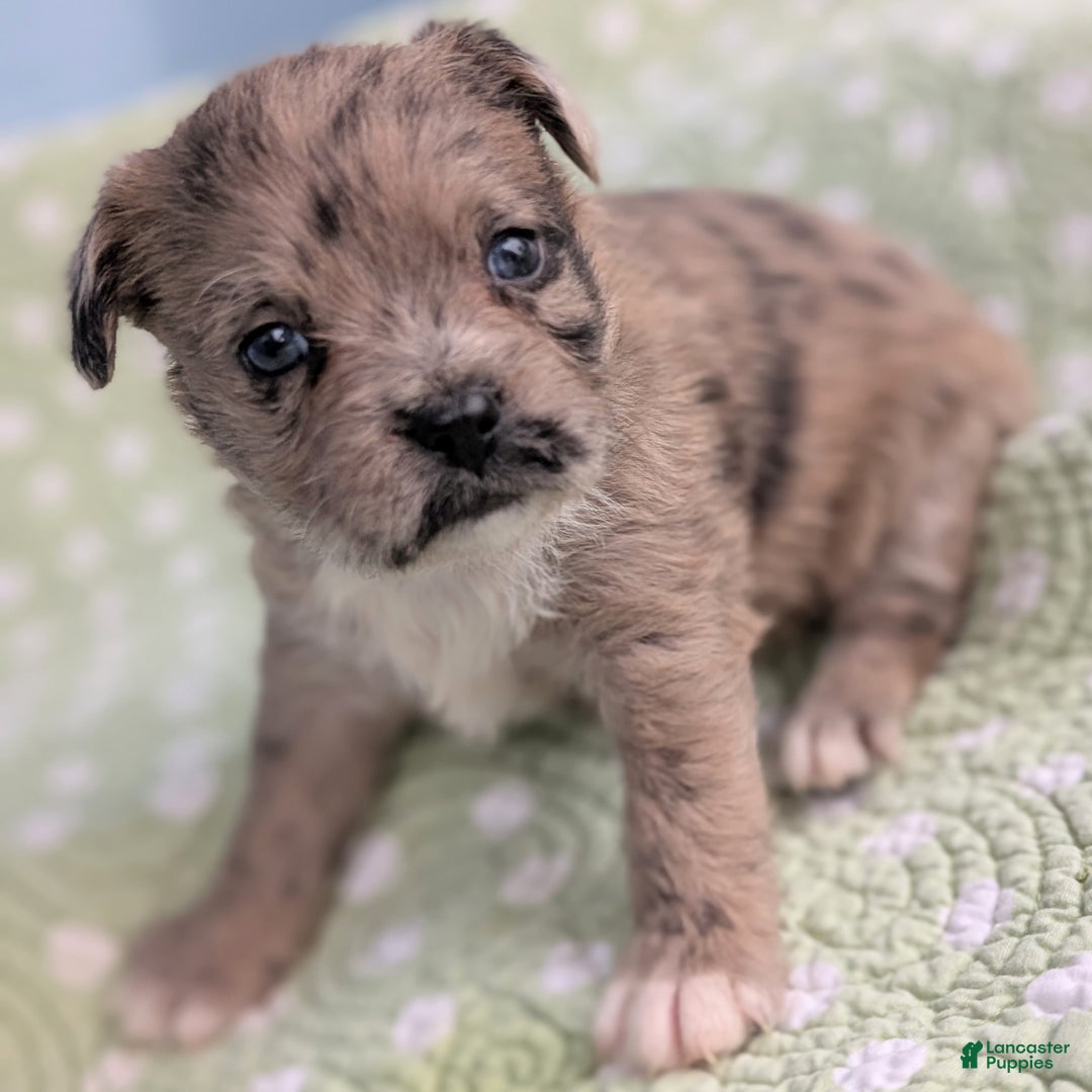 Mixed Breed dogs for sale: Princess - Ad 5