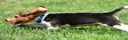 Beagle dogs for sale: Bo - Ad 7