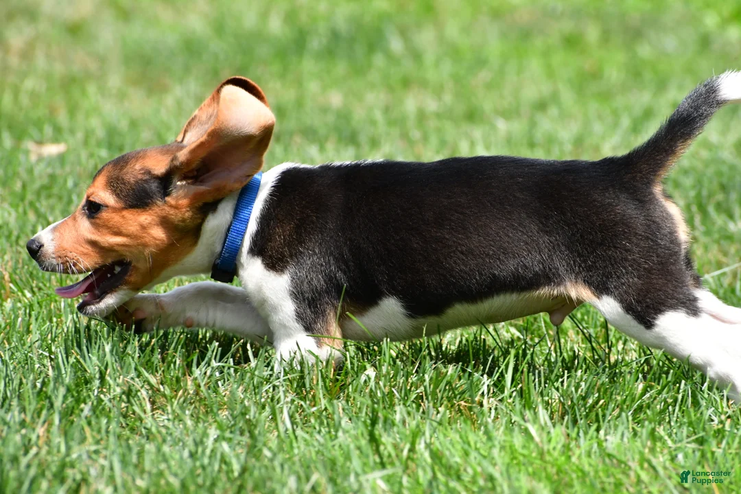 Beagle dogs for sale: Bo - Ad 7