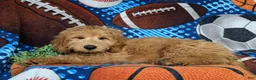 Mini Goldendoodle dogs for sale: Truman Hypoallergenic - Ad 4