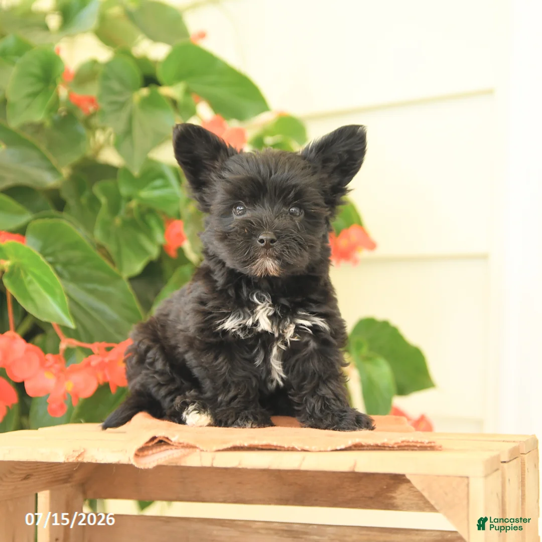 Morkie dogs for sale: Henry - Ad 2
