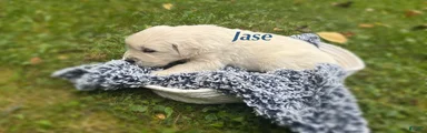 Jase