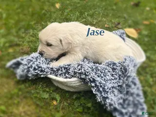 Golden Retriever dogs Jase - Ad 9