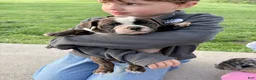 Olde English Bulldogge dogs for sale: Olde English Bulldogge Puppy 7 - Ad 9