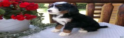 Mini Bernedoodle dogs for sale: Beauty - Ad 3