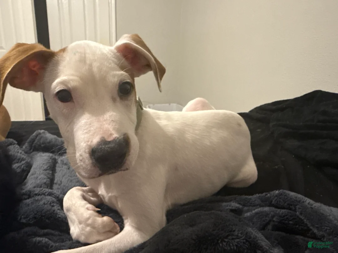 Mixed Breed dogs for sale: Mixed Breed Puppy 1 - Ad 1