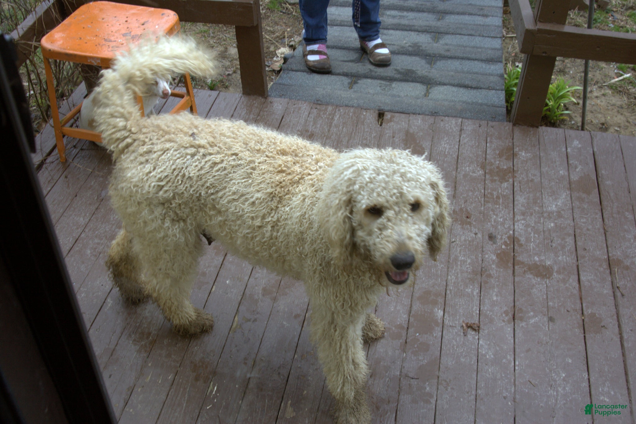 Standard Poodle dogs for sale: Standard Poodle Puppy 1 - Ad 5