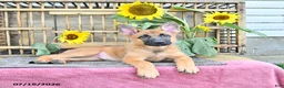 Mixed Breed dogs for sale: Adora - Ad 3