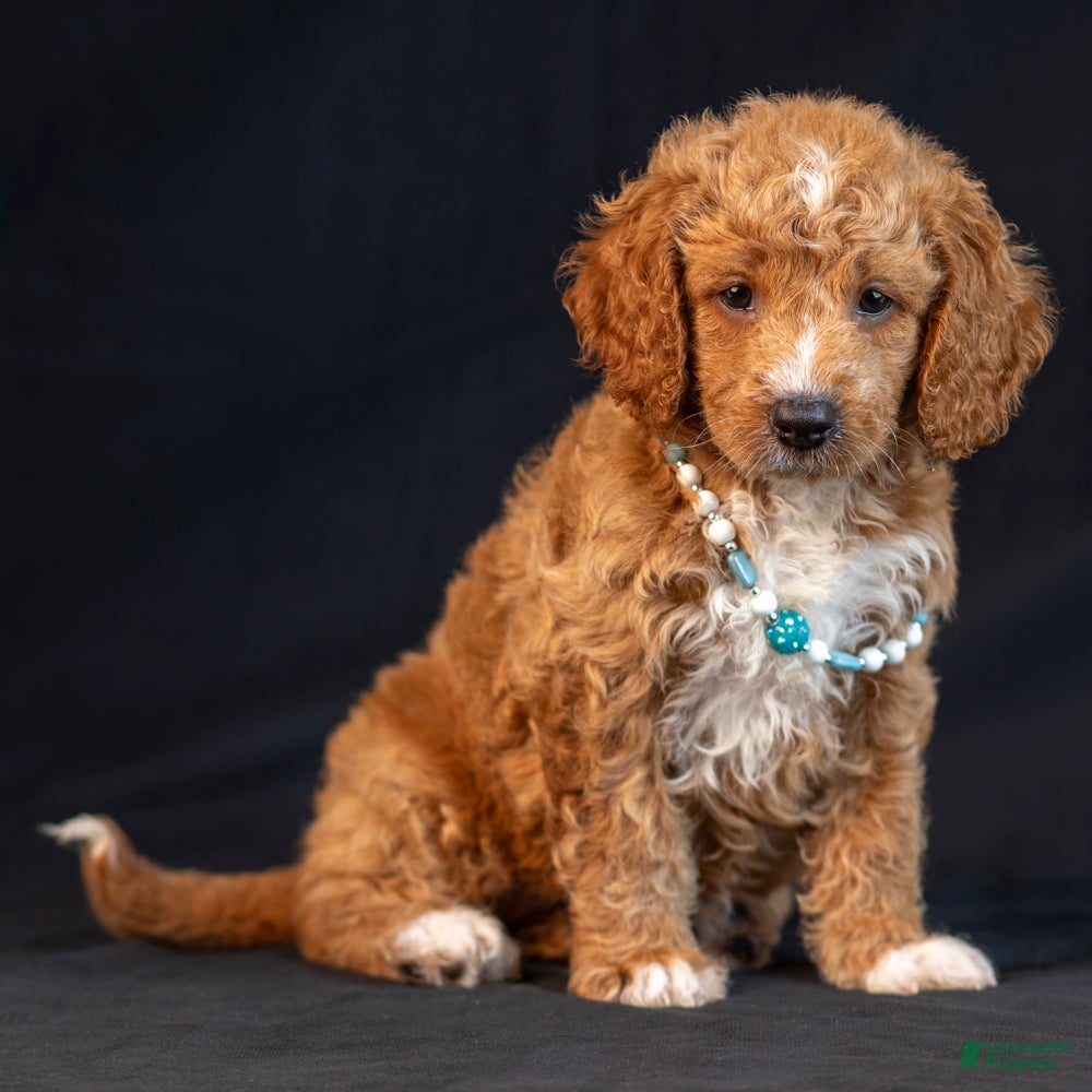 Mini Goldendoodle dogs Mira - Ad 1