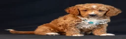Mini Goldendoodle dogs for sale: Mira - Ad 5