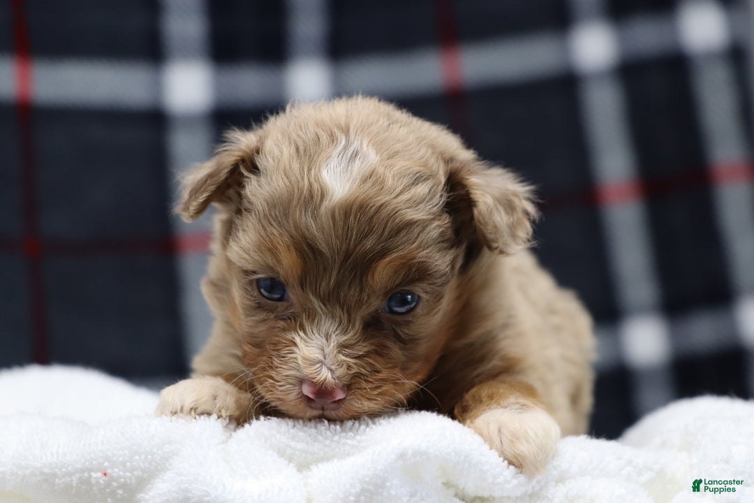 Mixed Breed dogs for sale:  dolly - Ad 1