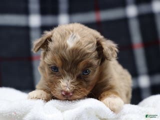 Mixed Breed dogs dolly - Ad 37