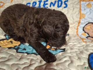 Labradoodle dogs Gooseberry - Ad 3