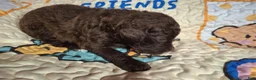 Labradoodle dogs for sale: Gooseberry - Ad 2