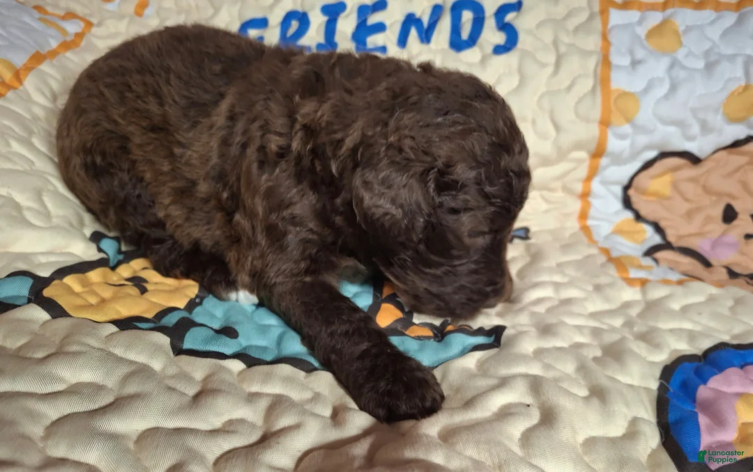 Labradoodle dogs for sale: Gooseberry - Ad 2