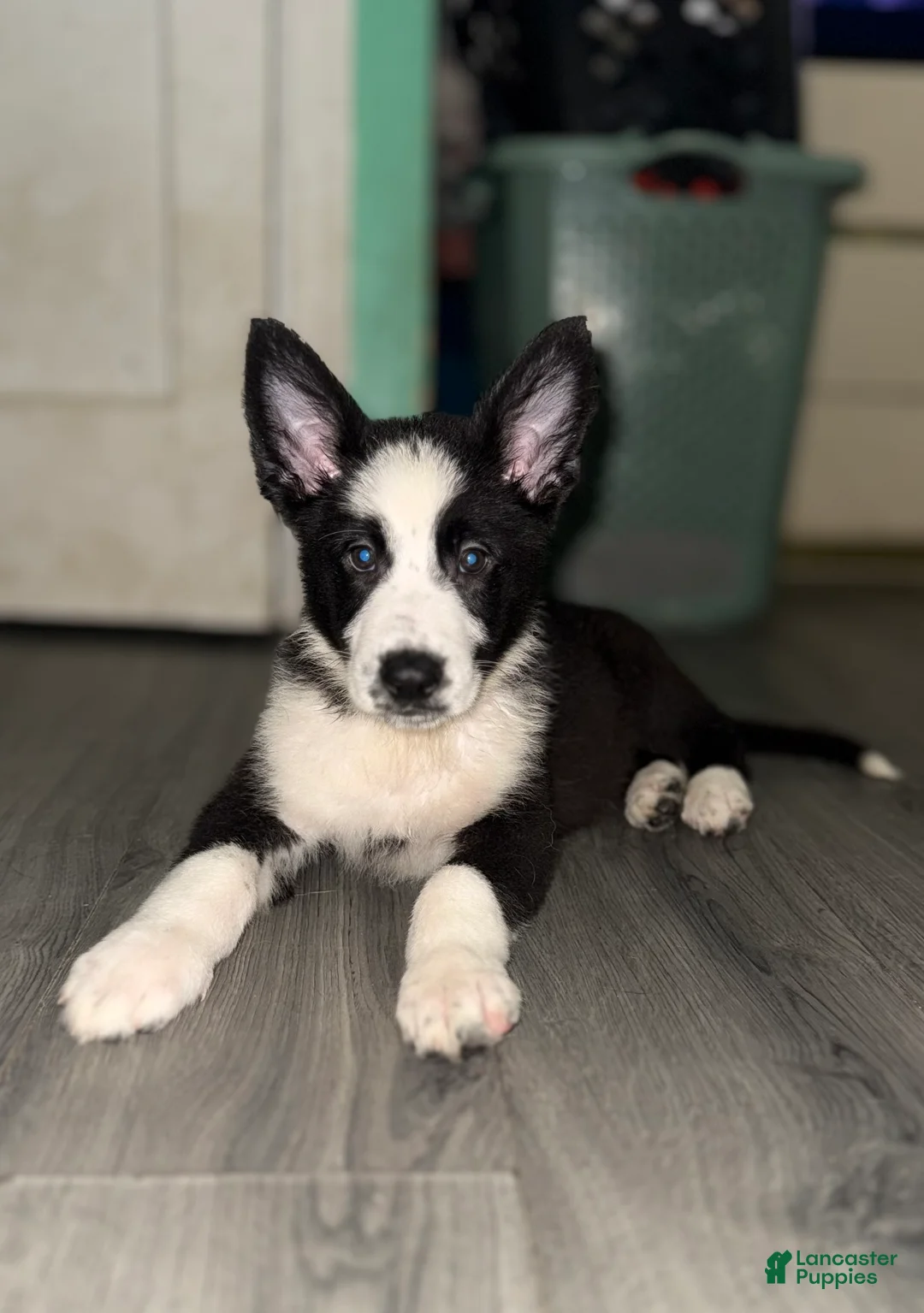 German Shepherd dogs for sale: Kevin  - Ad 1