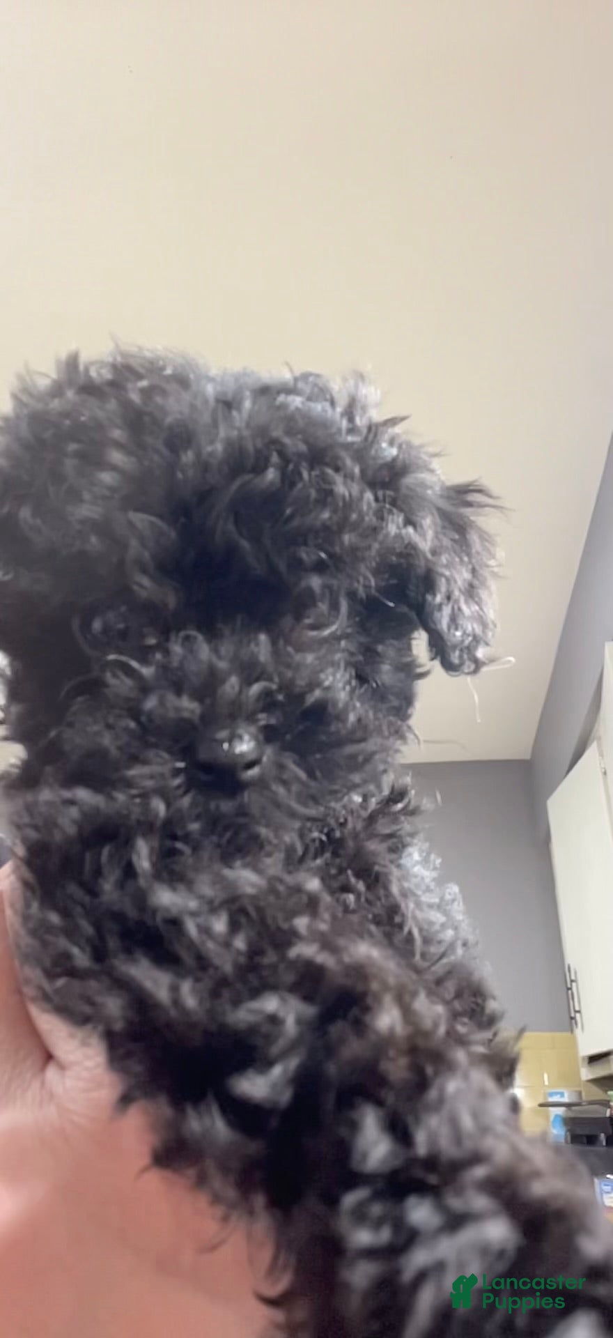 Toy Poodle dogs Female Toy Poodle Puppy 1 - Ad 42