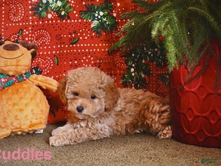 Mini Goldendoodle dogs Cuddles - Ad 26