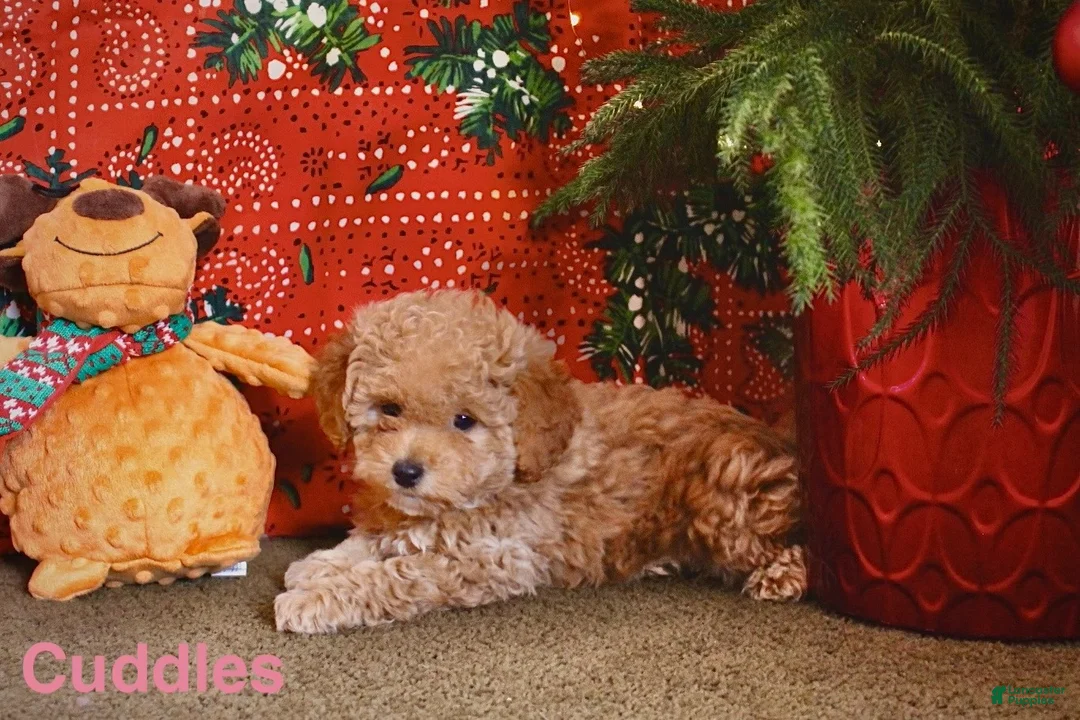 Mini Goldendoodle dogs for sale: Cuddles - Ad 1