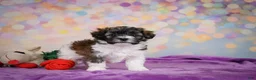Maltipoo dogs for sale: Tucker - Ad 5