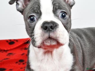 Boston Terrier dogs Tessa - Ad 4