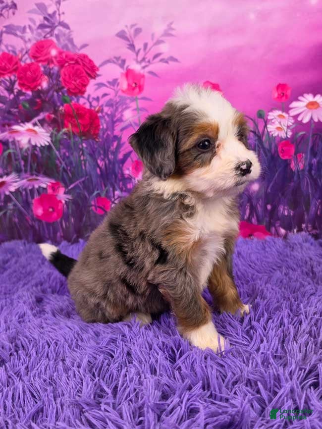 Mini Bernedoodle dogs Natalie - Ad 2