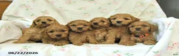 Cockapoo dogs for sale: Calvin - Ad 5