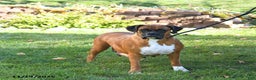 Boxer dogs for sale: Juniper - Ad 11