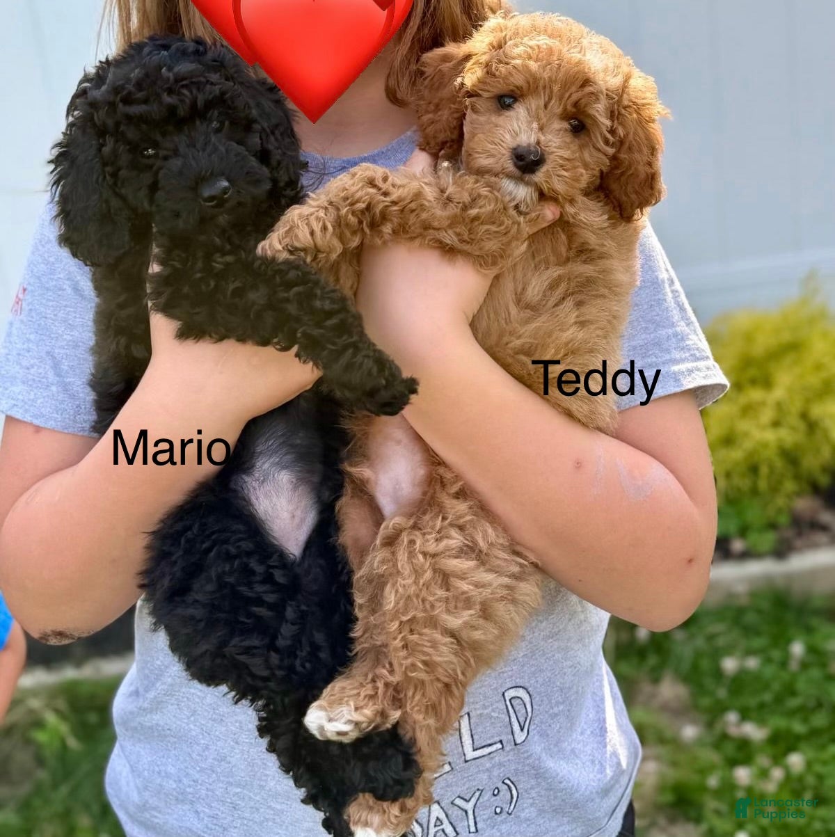 Miniature Poodle dogs Teddy - Ad 2