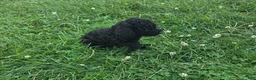Cavapoo dogs for sale: Winston - Ad 9