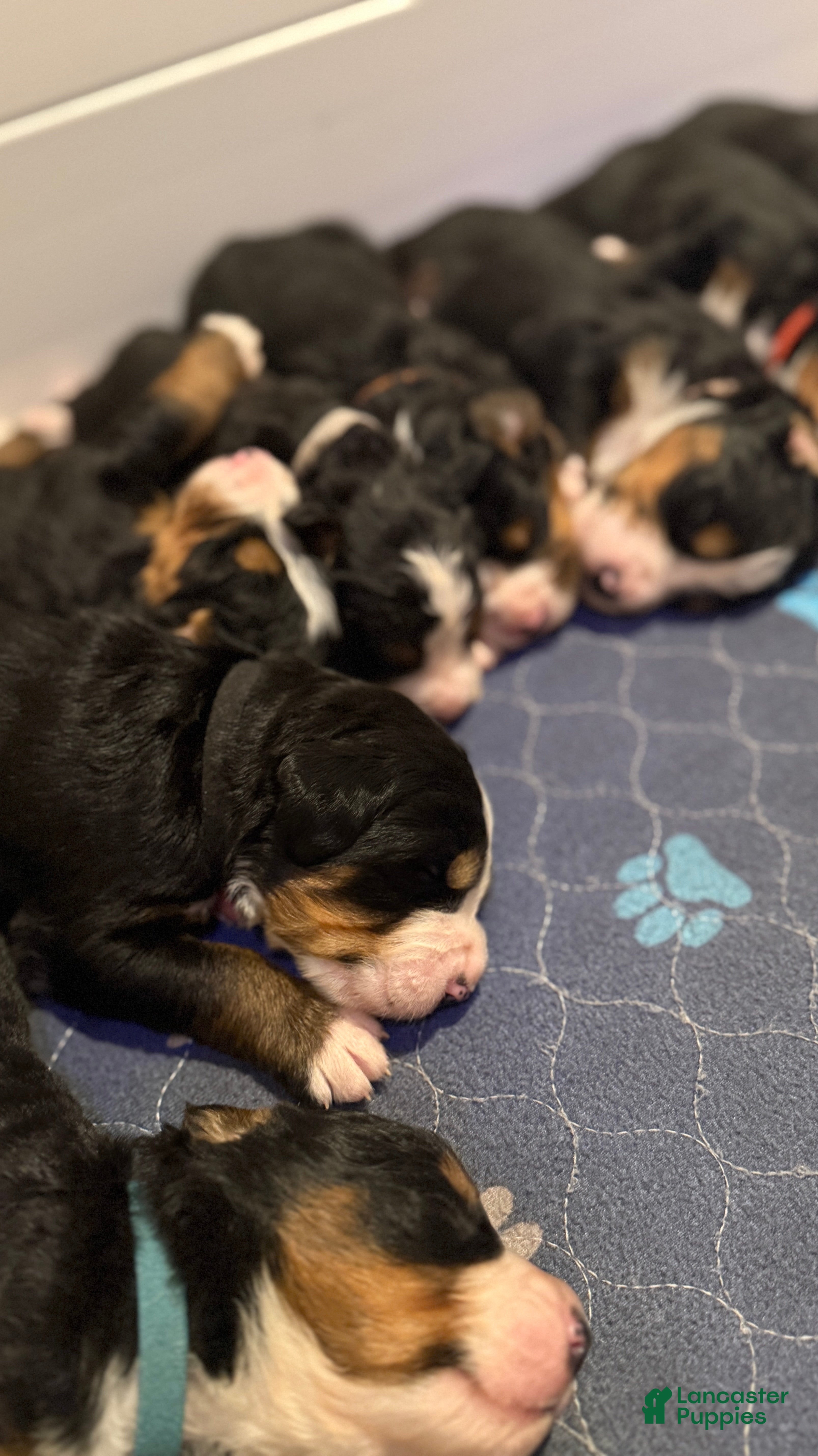 Bernese Mountain Dog dogs Orange Boy - Ad 1