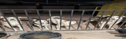 Siberian Husky dogs for sale: Siberian Husky 1 - Ad 3