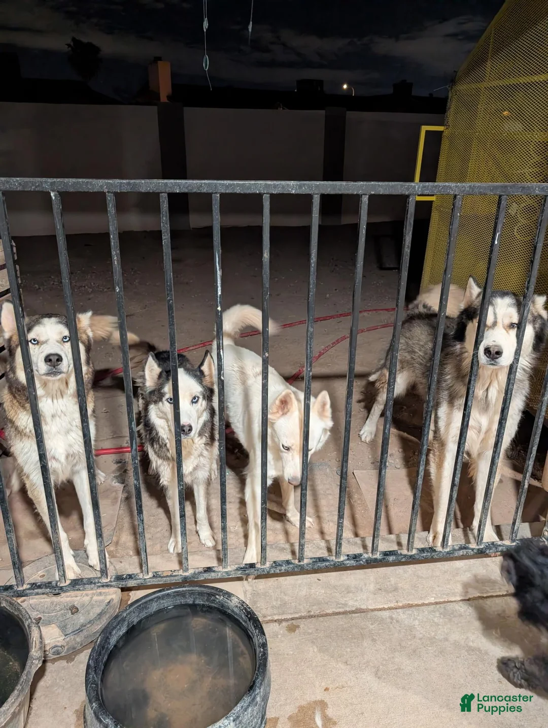 Siberian Husky dogs for sale: Siberian Husky 1 - Ad 3