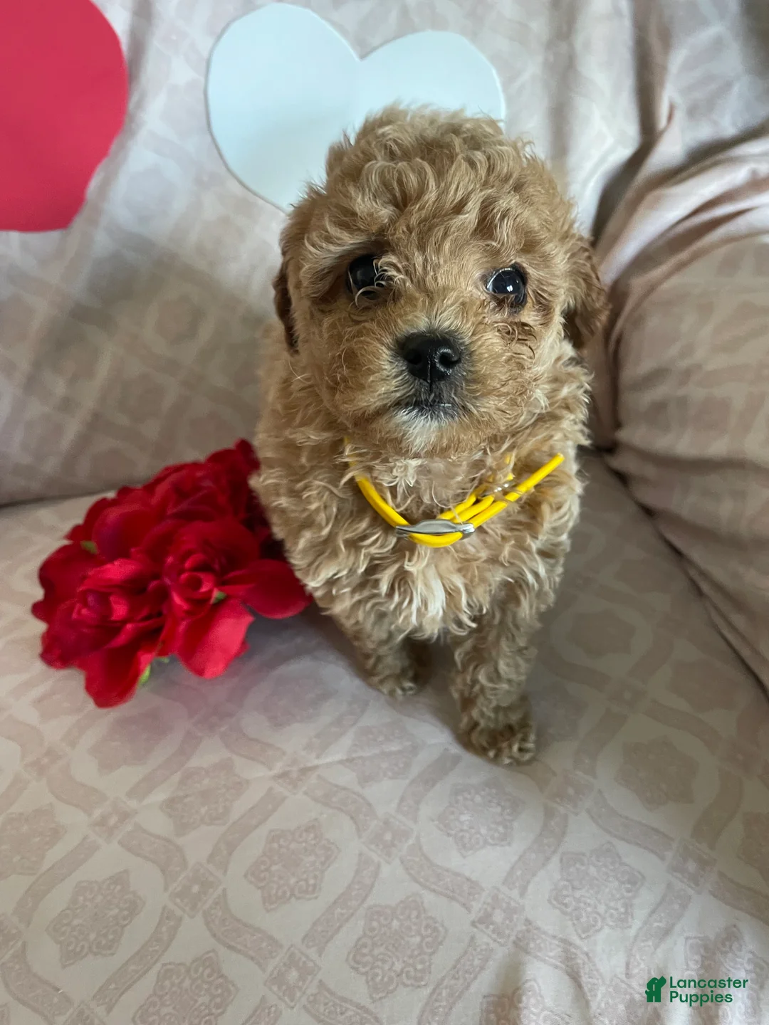 Cavapoo dogs for sale: Tiny - Ad 4