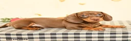 Miniature Dachshund dogs for sale: Morris - Ad 4