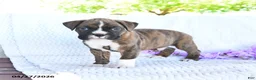 Boxer dogs for sale: Captain - Ad 2