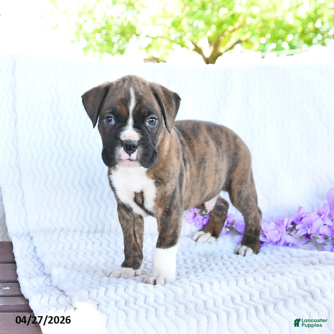 Boxer dogs for sale: Captain - Ad 2