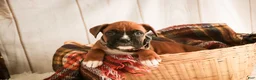 Boxer dogs for sale: Espresso - Ad 2