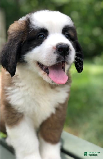 Gallery Image {{count}}