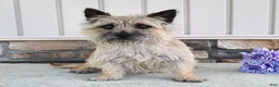 Cairn Terrier dogs for sale: Adriana - Ad 6